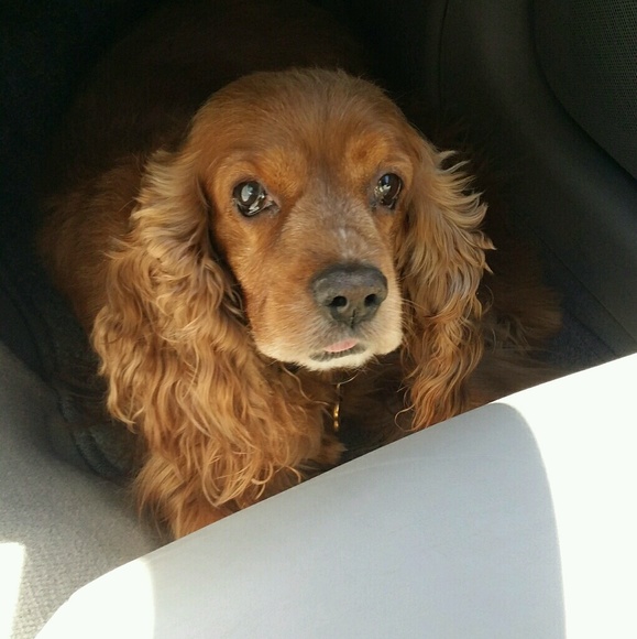 Meet your Posher, Ronald - Picture 1 of 1